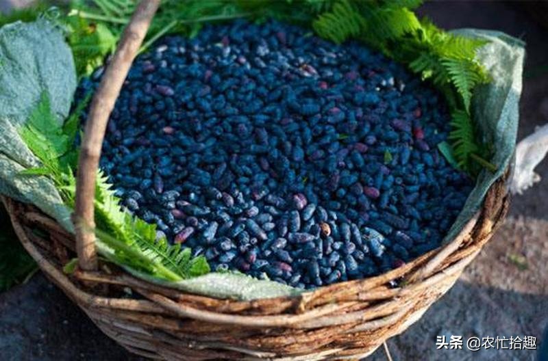 花青素价格及图片大全,花青素每瓶多少钱