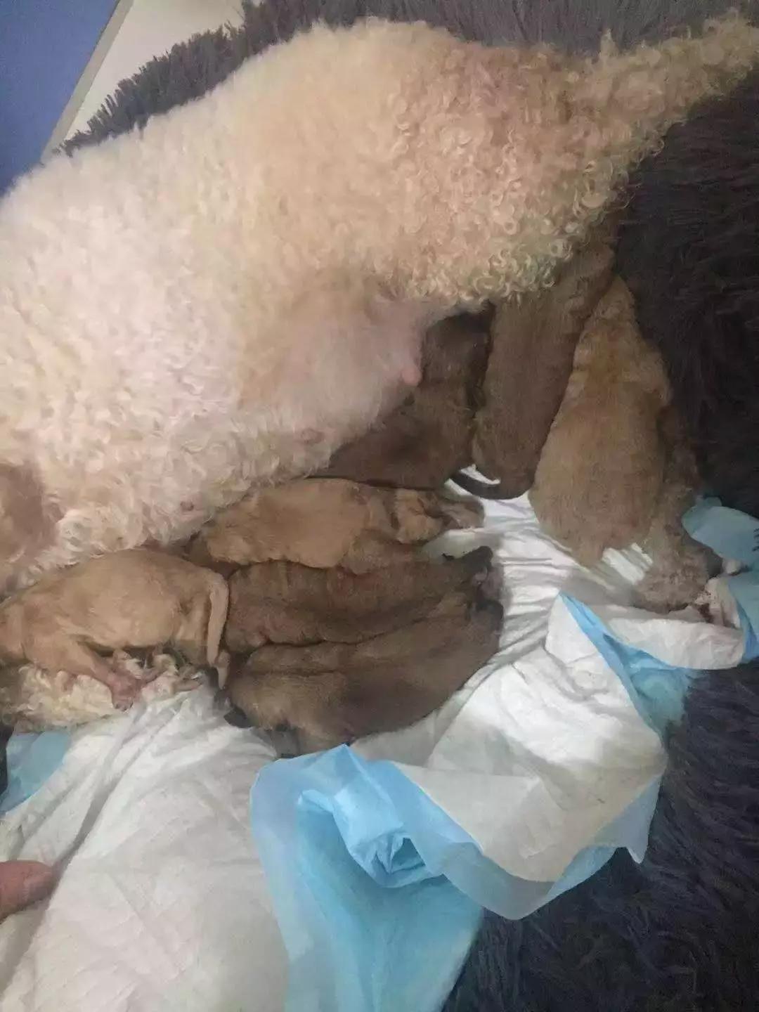 福懋动物医院香港路分院,福懋动物诊所猫咪疫苗