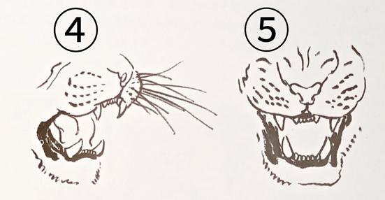 写意虎的画法教学视频,国画如何画虎教程图片大全