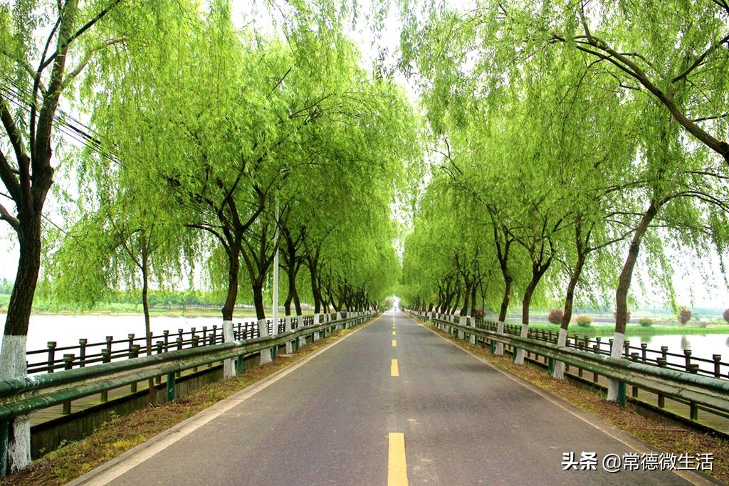 常德丹洲大草原介绍,丹洲草原风景