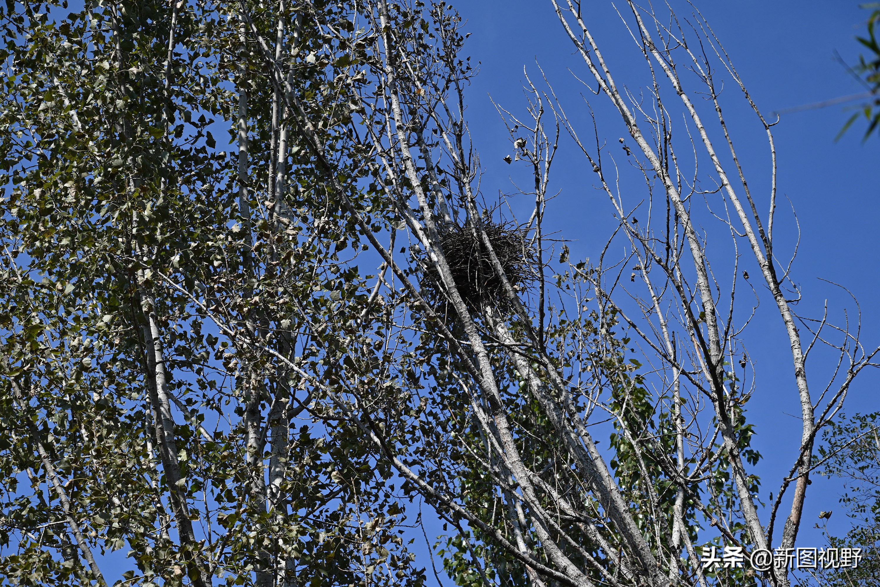 70岁老人养100条流浪狗,80岁老人独居深山养了两只鸟作伴