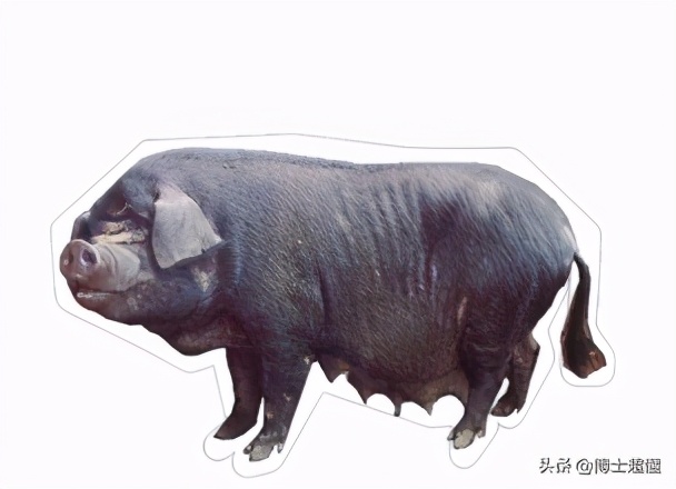 美国控制了中国养猪业吗,中国生猪被美国垄断吗