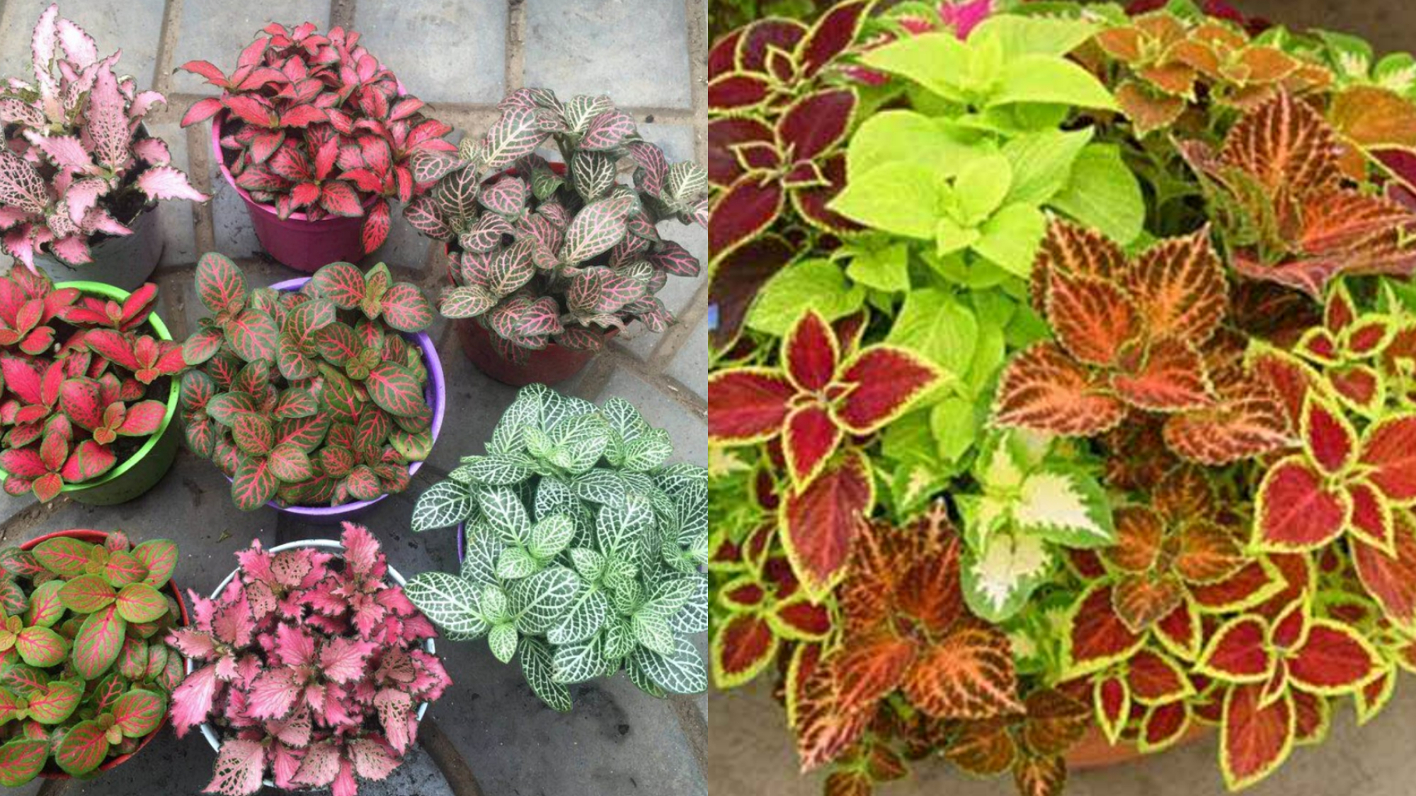 好看又好养的盆花,人养花也养人