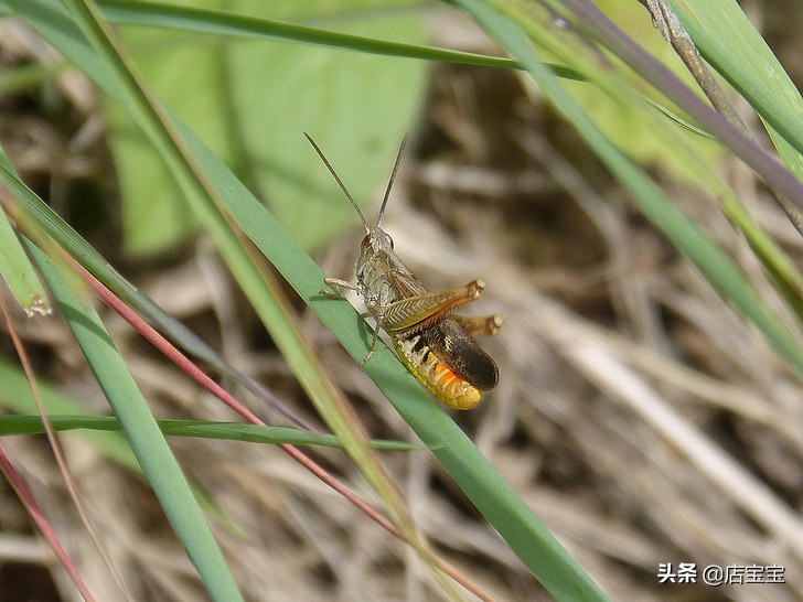 蛐蛐买卖是为了干什么,蛐蛐靠什么挣钱