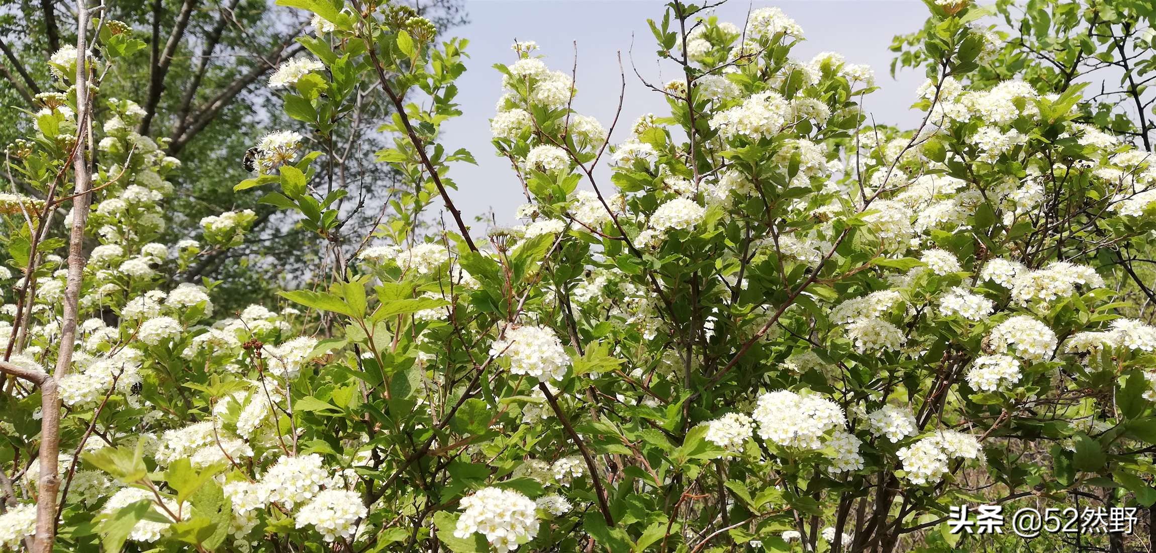 燕山唯一丹霞长嵯，山村溪水野草闲花