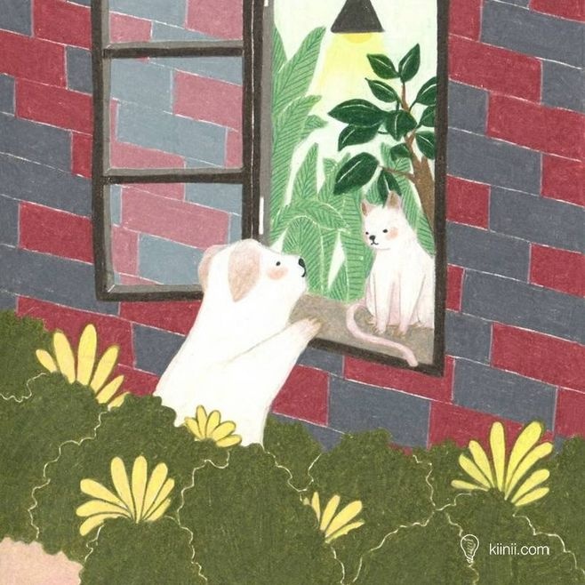 狗狗冷知识大合集视频,狗狗冷知识狗粮