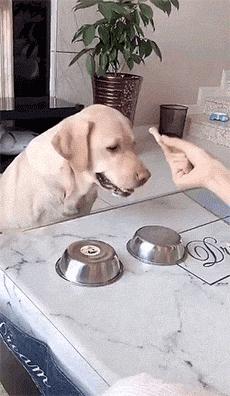 狗狗有哪些表现说明被你养熟了,狗狗有这些现象是把你当父母了