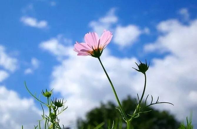 时光清浅不负流年,年华向晚不重来诗句