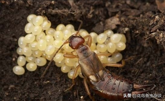 狗狗吃虫子会变傻吗,狗狗吃了很可怕的虫子