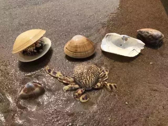 河北值得去的海岛旅游,周末驾到2013