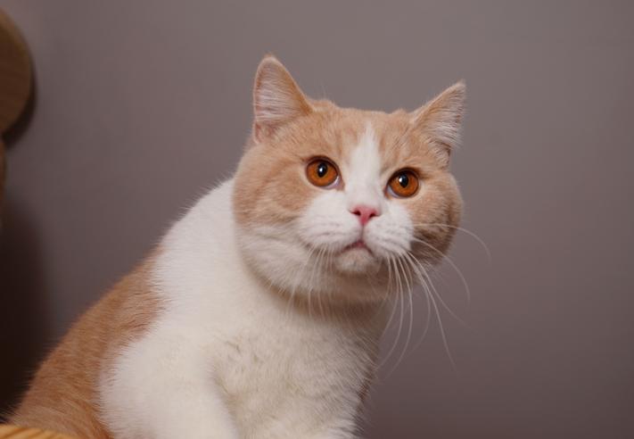 各个品种的英短,英短40种价格表