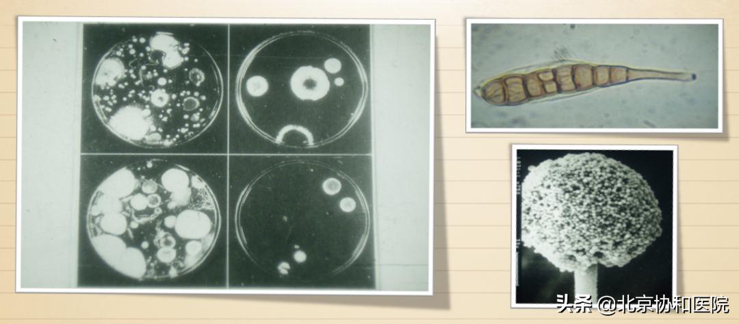 主任话科史|变态反应科王良录：前辈高山仰止，后学砥砺前行