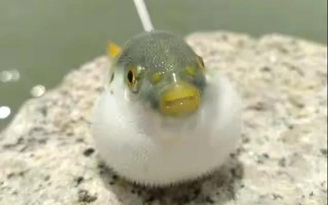 公认最好吃的10种淡水鱼,公认好吃淡水鱼有哪些种类