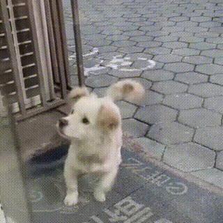 聪明又不掉毛无体味好打理的狗狗,狗狗从小怎样训练让它更聪明