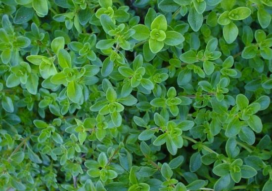 百里香是木本还是草本植物,百里香是多年生植物吗