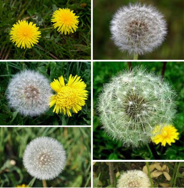 蒲公英中药自然笔记,每日一膳蒲公英