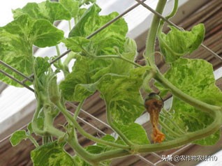 南瓜高产种植，病害重、虫子多；如何防治效果好呢？