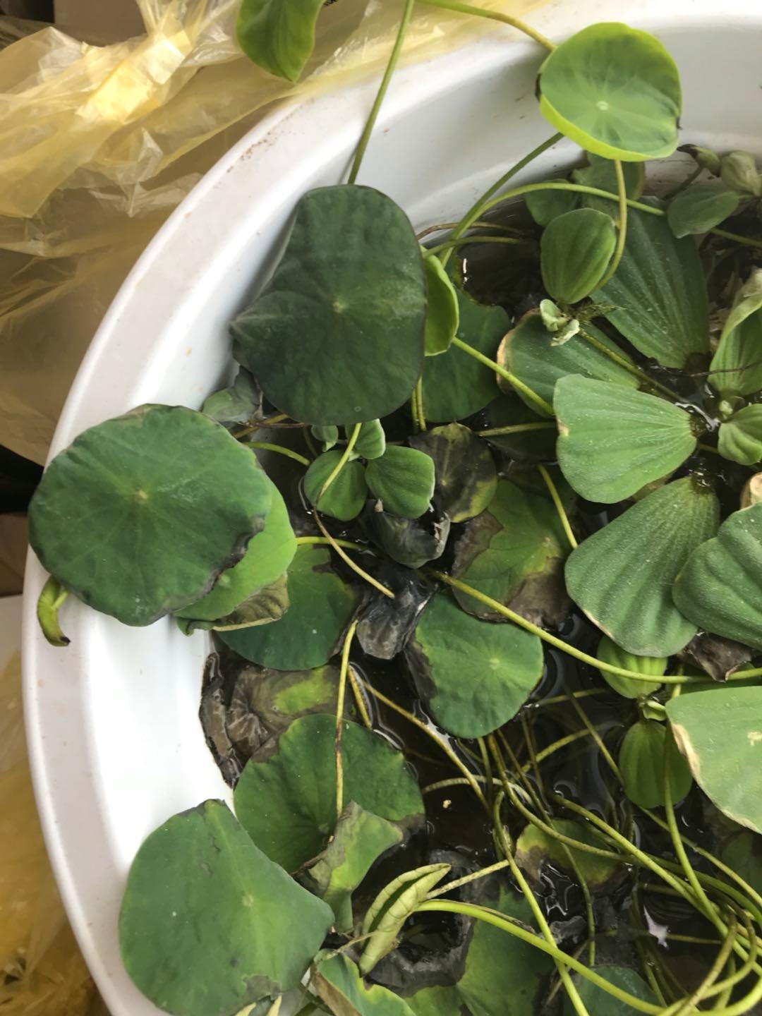 鱼缸小鱼太孤单，给上几株水芙蓉！净化水质鱼儿开心，怎么养？