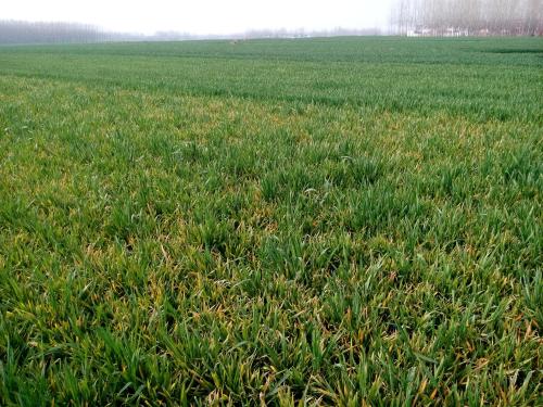 作物肥害如何处理,农作物遇到肥害药害怎么办