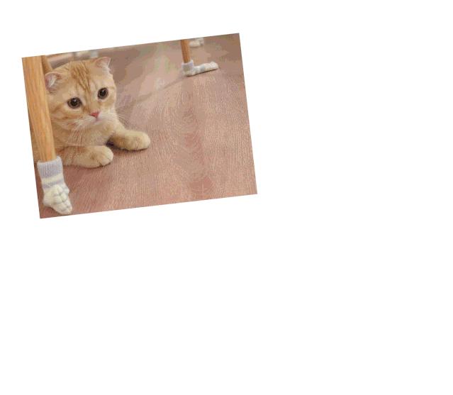 萌化了！十堰茅箭区首届撸猫节，周末约起