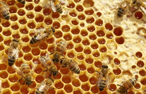 跟普通蜂蜜不一样的麦卢卡蜂蜜,液体黄金麦卢卡蜂蜜