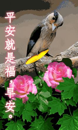 祝福表情包｜穷则独善其身，达则兼济天下