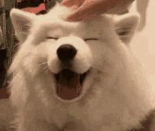 羊驼忧郁症,羊驼抑郁症治疗