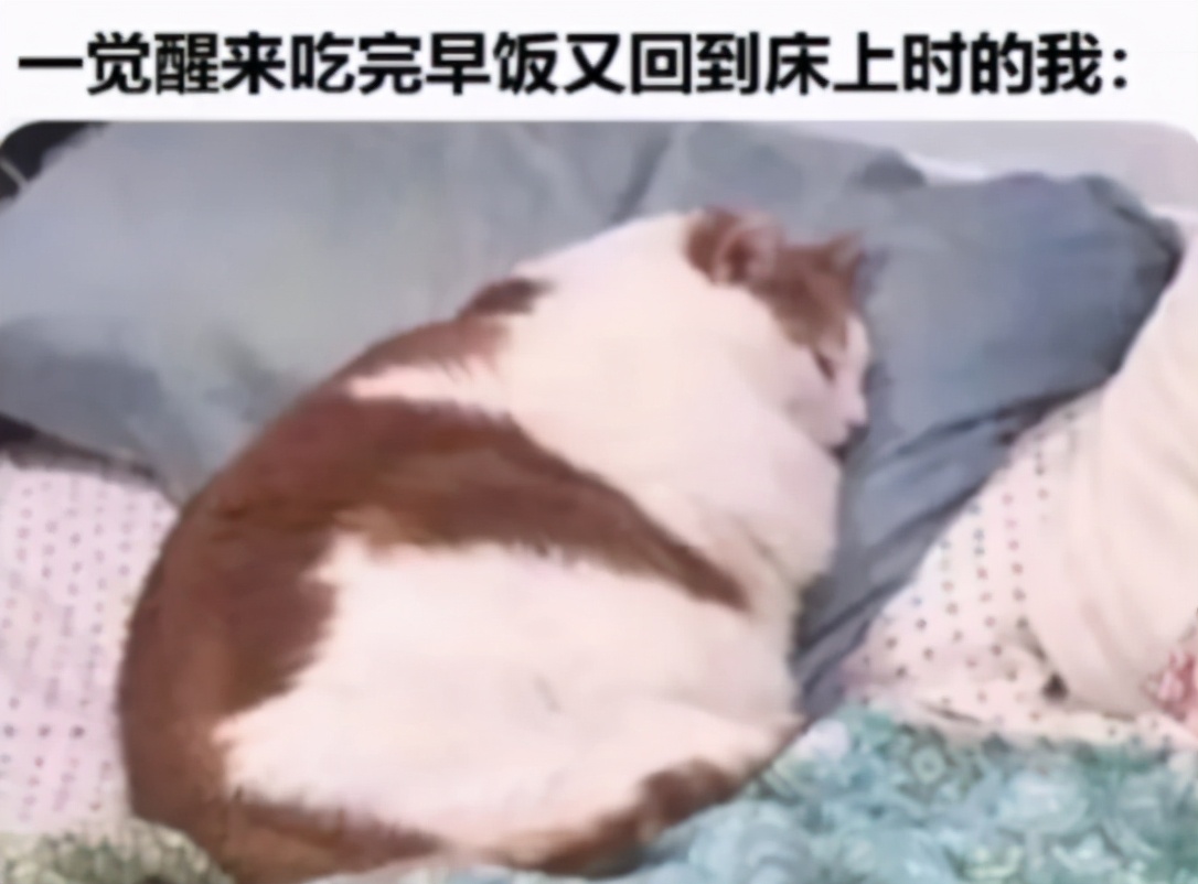 赌100袋辣条,赌十包辣条