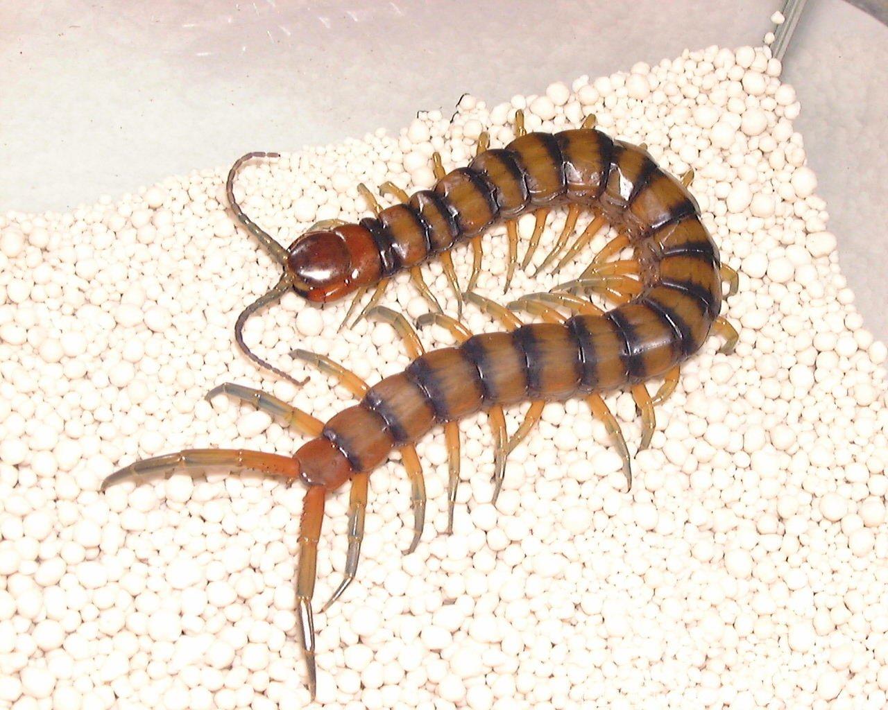 蛇狮子和巨蜥哪种动物抗饿性最强,为什么狮子老虎都害怕蛇