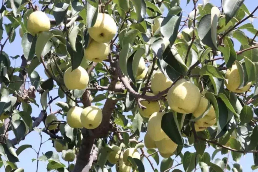 东北五里屯特产排行榜前十名,龙湾特产必买清单