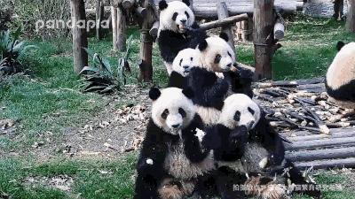 国内可以看熊猫吗,看熊猫要到哪里看