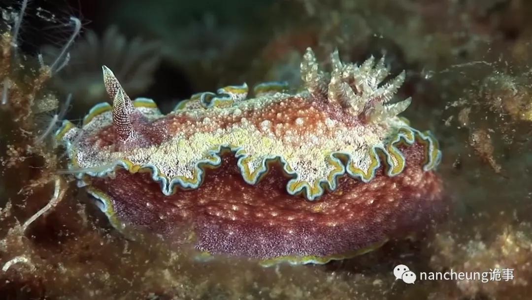 深海迷航第49天神秘生物,深海海底神秘的10种生物