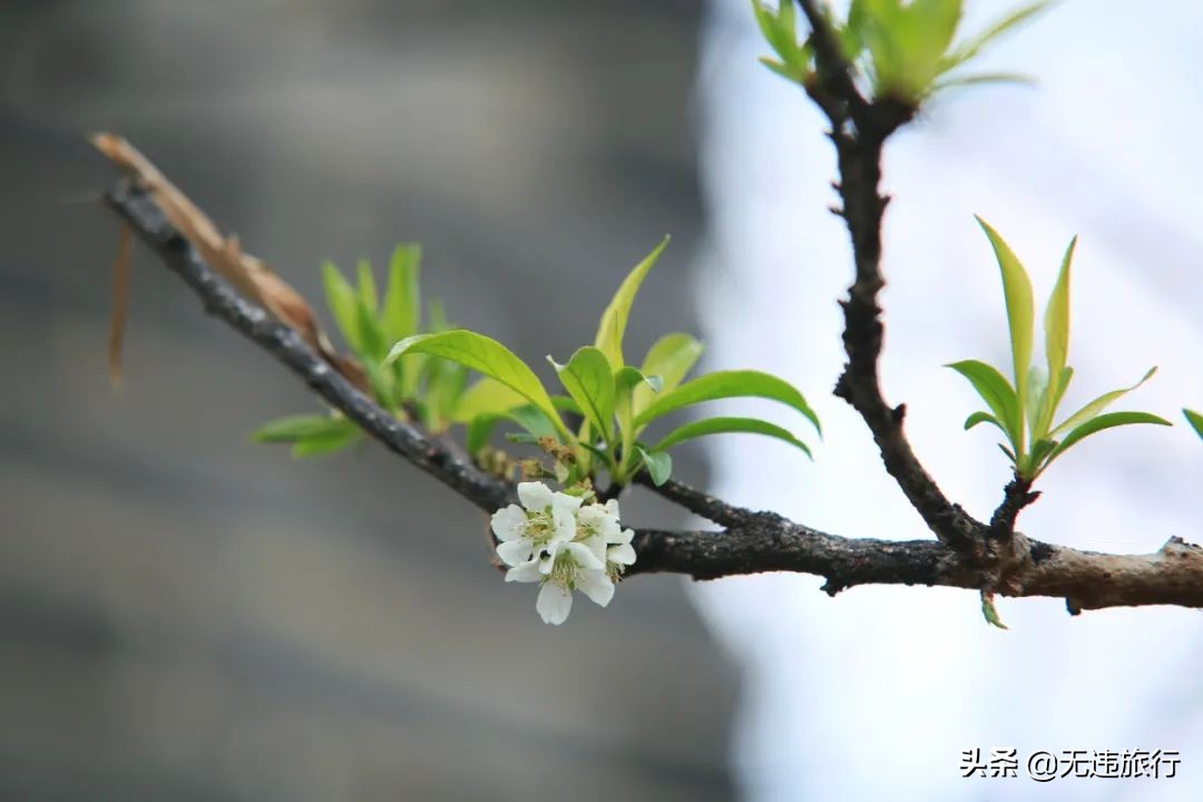 大理磻溪s弯网红打卡,大理洱海磻溪村s弯网红打卡地
