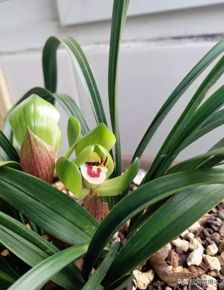 春兰大富贵春剑大富贵区别,春兰大富贵vs春剑大富贵