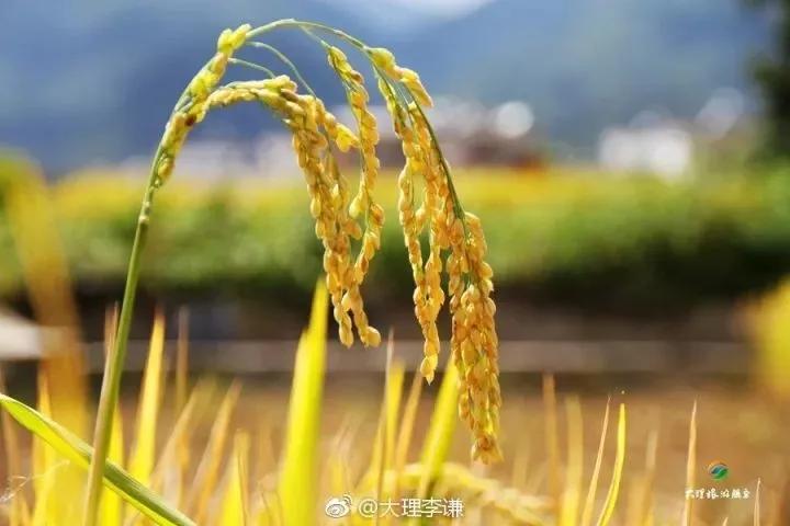 云南适合深秋游玩的地方,云南的秋天适合去哪些景点