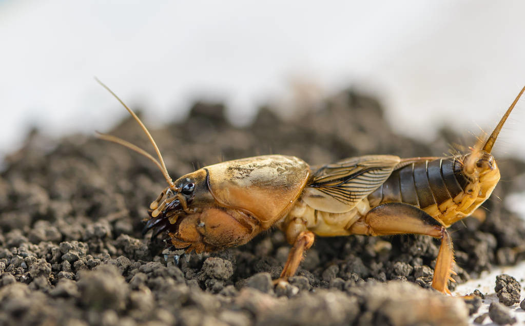 辣椒地下害虫最佳防治方法,辣椒地下害虫防治方法