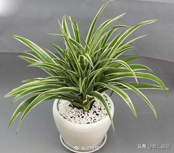 不容易怀孕的人适合养什么花,怀孕后家里适合养什么花