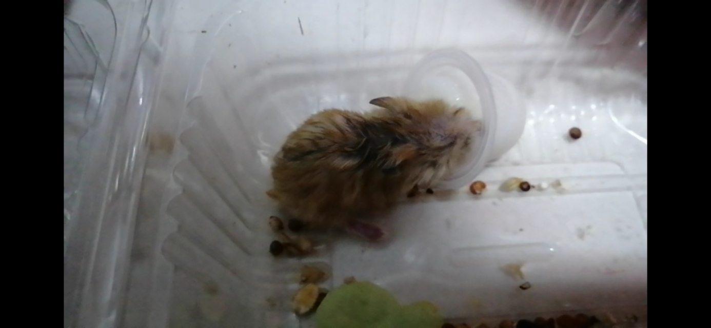 仓鼠的眼睛睁不开用什么眼药水,仓鼠一只眼睛睁不开是怎么回事