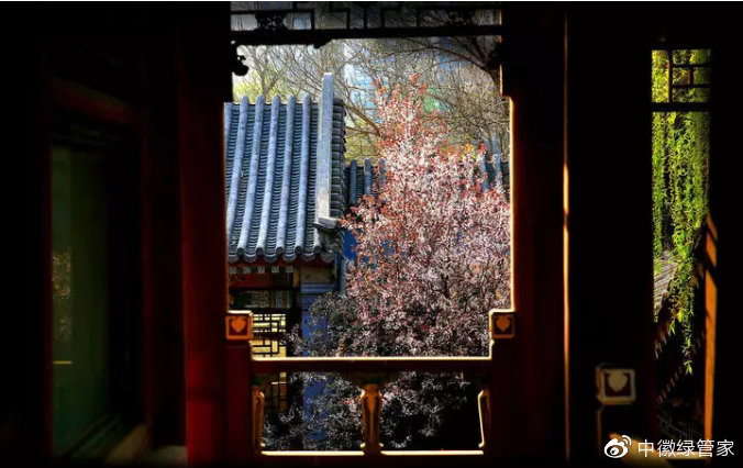 中徽绿化园林,中式园林的四季之美