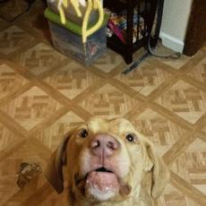 这只狗狗吃不到好吃的居然要和主人拼命，哈哈