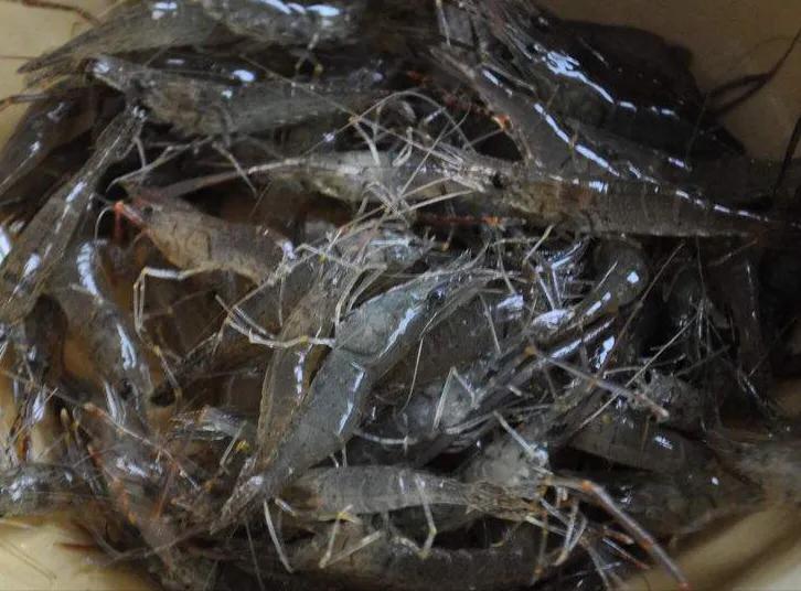 用酥炸粉炸小河虾怎么做酥脆好吃,炸小河虾特酥脆的做法步骤图