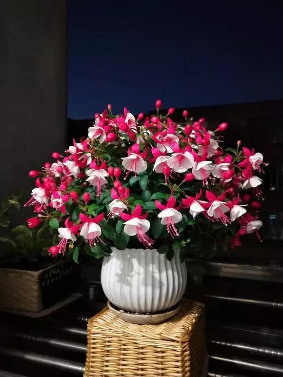 4种花养在家里好看极了,4种花适合养在客厅