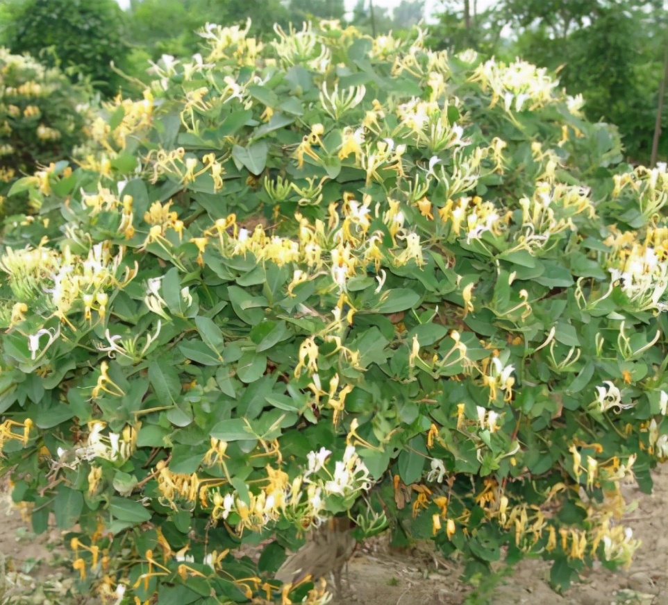 一层小院适合种什么花,如果有个院子应该怎么设计