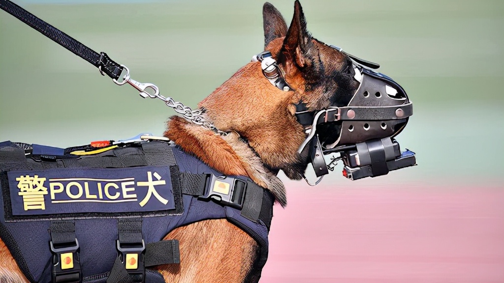 警犬与眼镜蛇搏斗不幸牺牲,边防警犬被眼镜蛇咬死