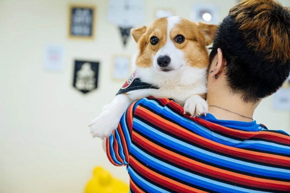 吸屁屁，短腿大耳肉嘟嘟，这家店进去就出不来了…