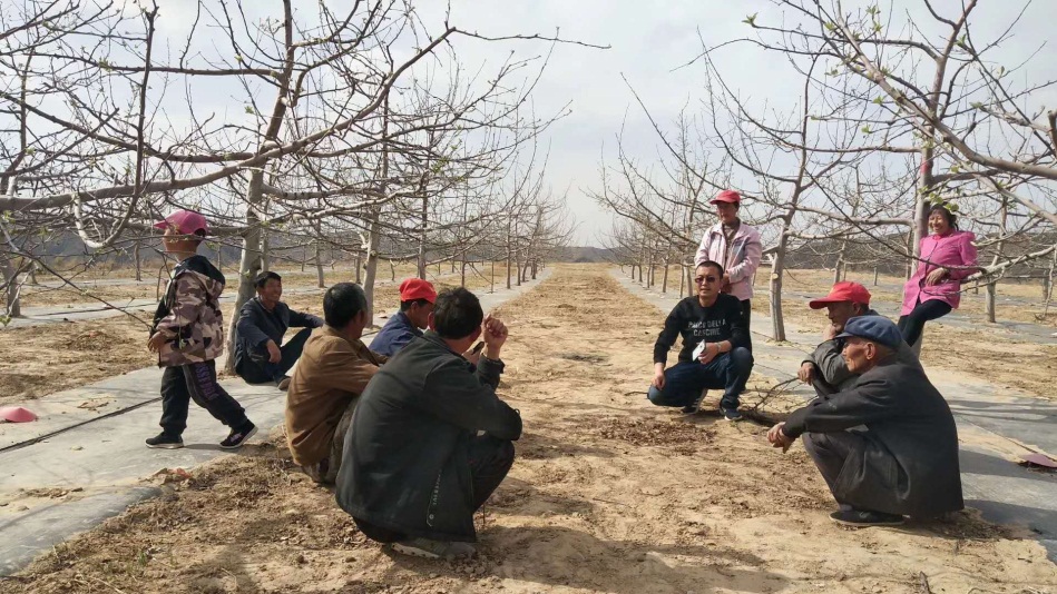 志丹县发布霜冻预警,陕西黄陵苹果防霜冻