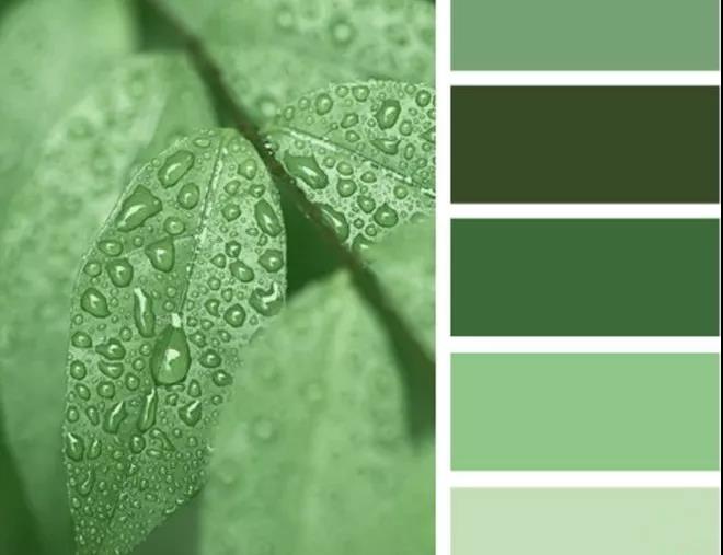 牛油果绿已过时,牛油果绿和浅苔绿