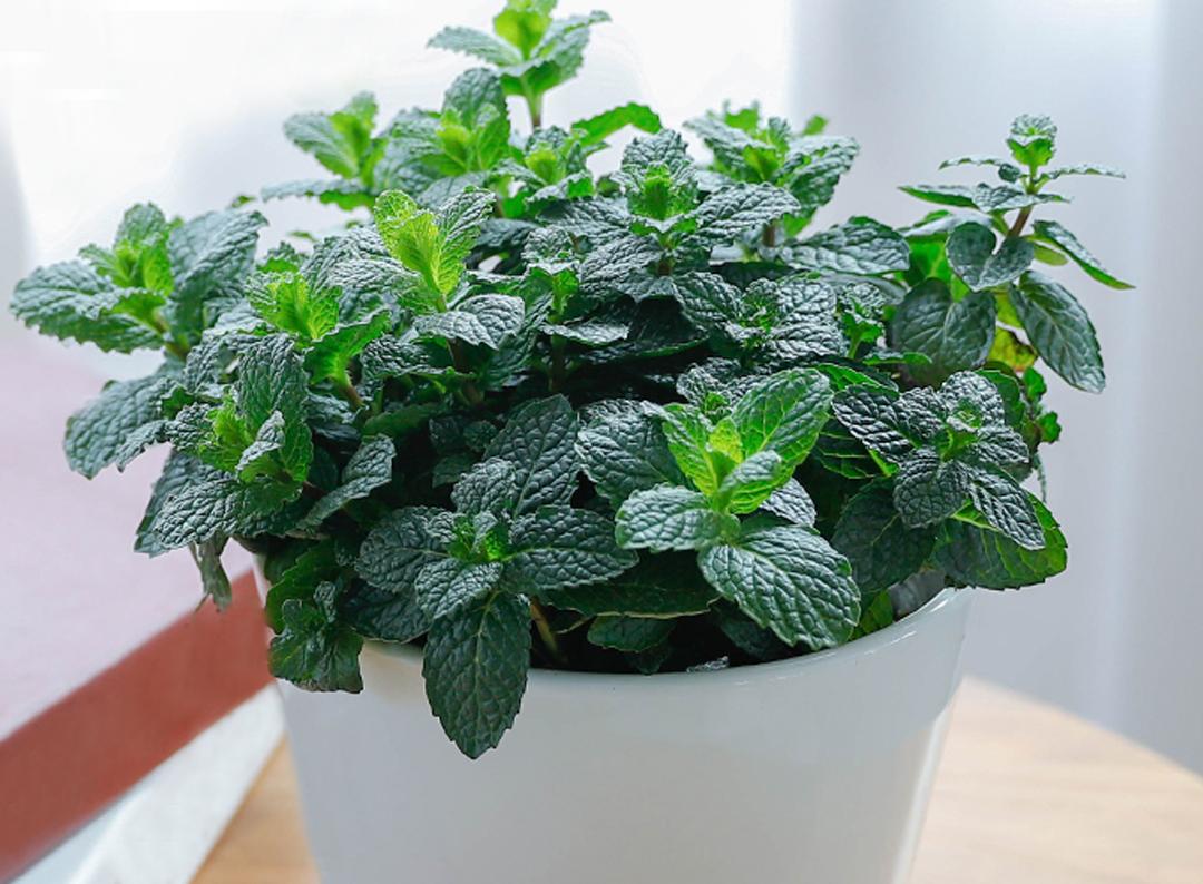 怎样才能养好薄荷叶盆栽,如何养护薄荷绿植