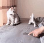 猫咪乱尿怎么办4招教你轻松解决,猫咪在衣服上乱尿是什么原因