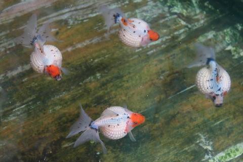 绿水养金鱼好还是清水养金鱼好,用什么水养金鱼最好